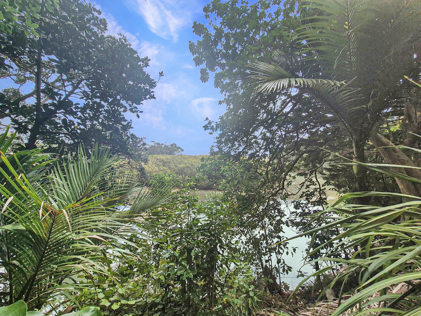 Tranquil Bush Retreat by the Estuary – Character Cottage + Studio $550 p/w photo