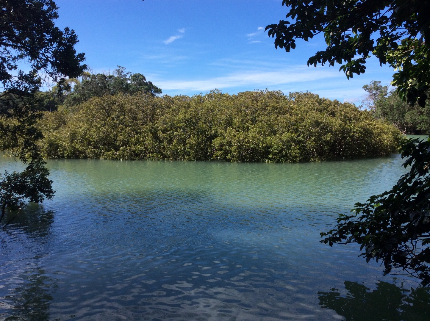 Tranquil Bush Retreat by the Estuary – Character Cottage + Studio $550 p/w photo